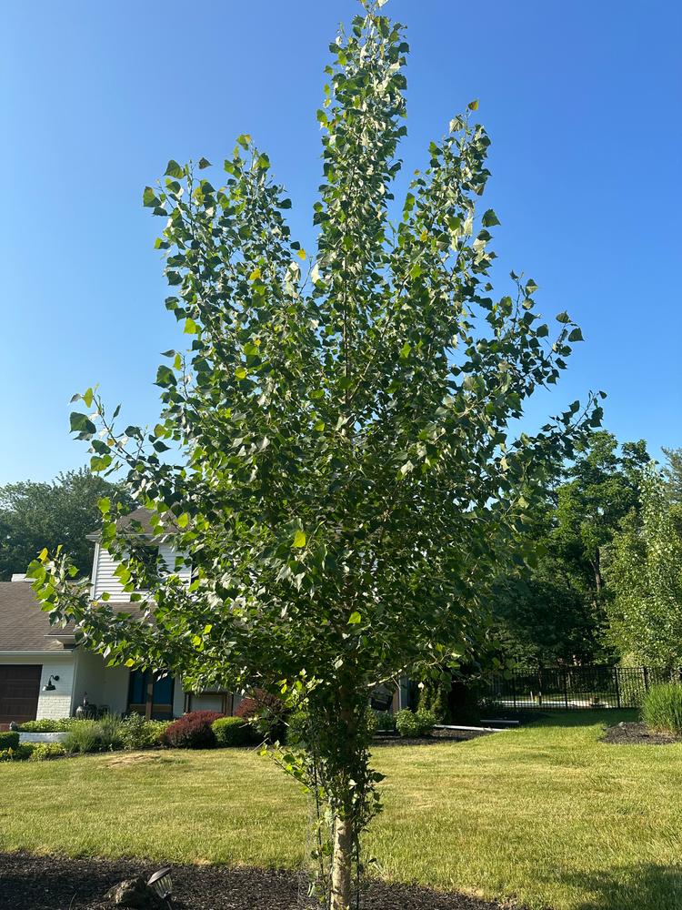 Hybrid Poplar Trees for Sale