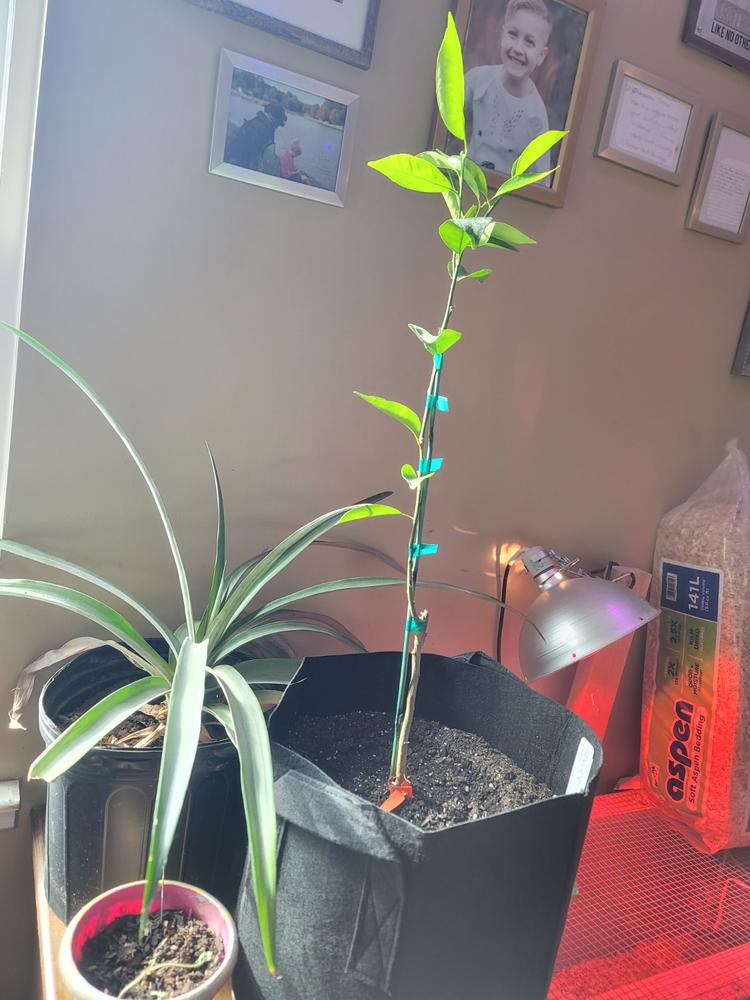 Nules Clementine Trees for Sale