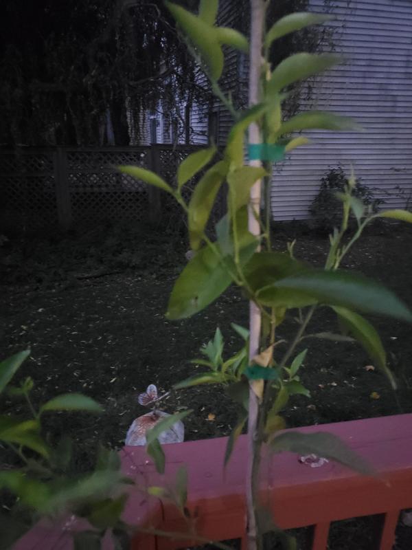 Clementine Trees for Sale