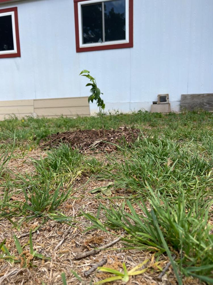 Nules Clementine Trees for Sale