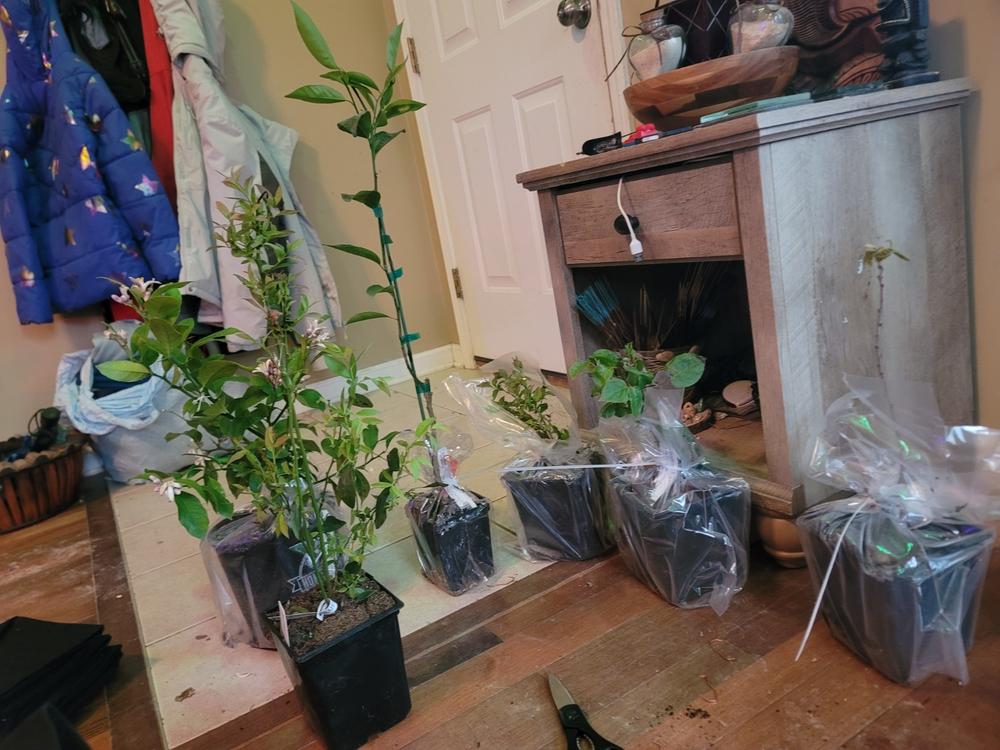 Nules Clementine Trees for Sale