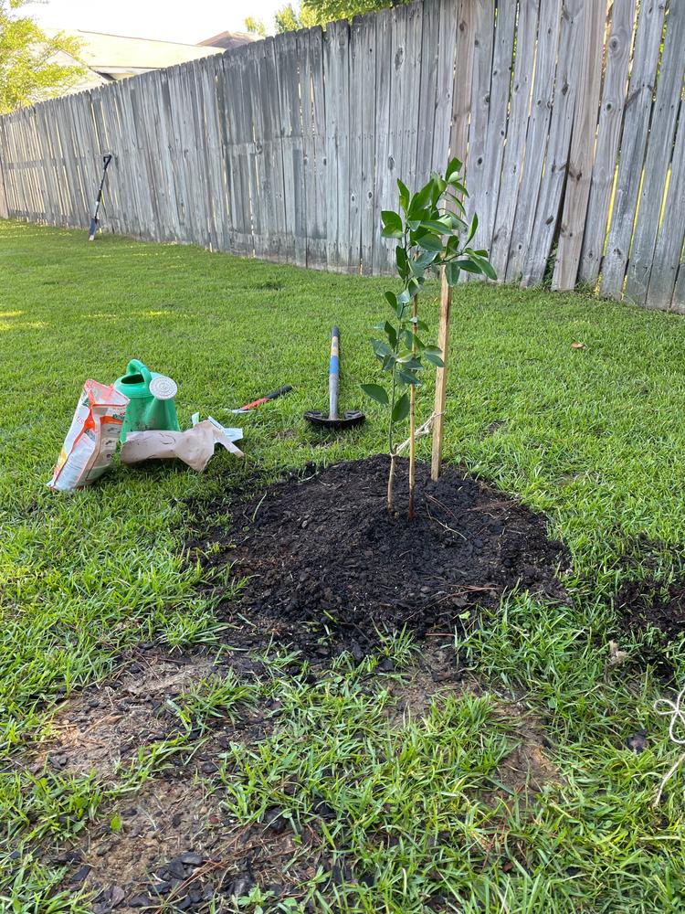 Navel Orange Tree  Navel Orange Tree for Sale - PlantingTree