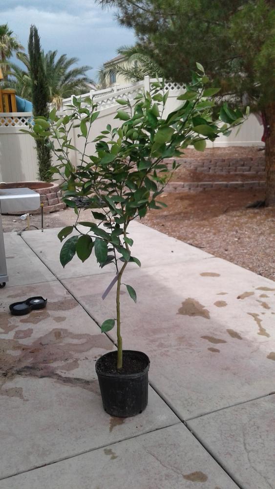Navel Orange Trees for Sale