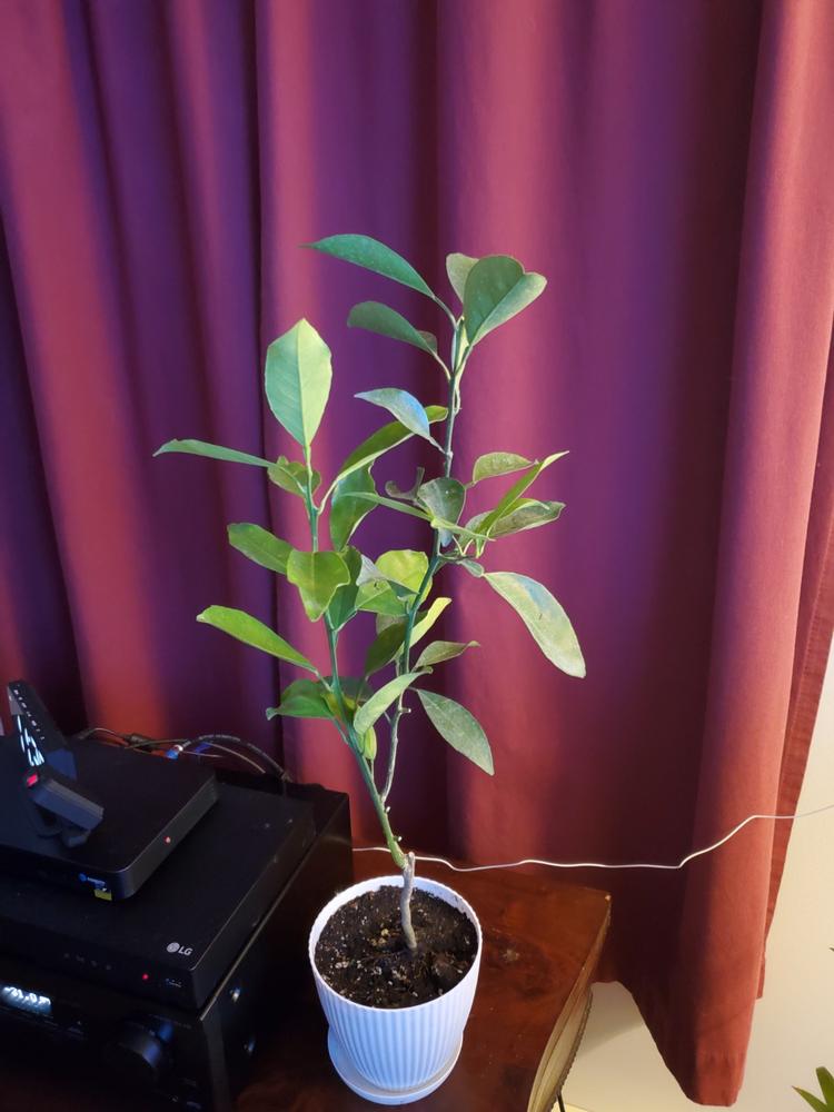 Navel Orange Trees for Sale