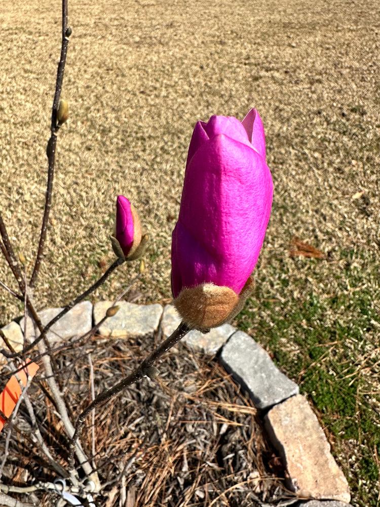 Jane Magnolia Trees for Sale