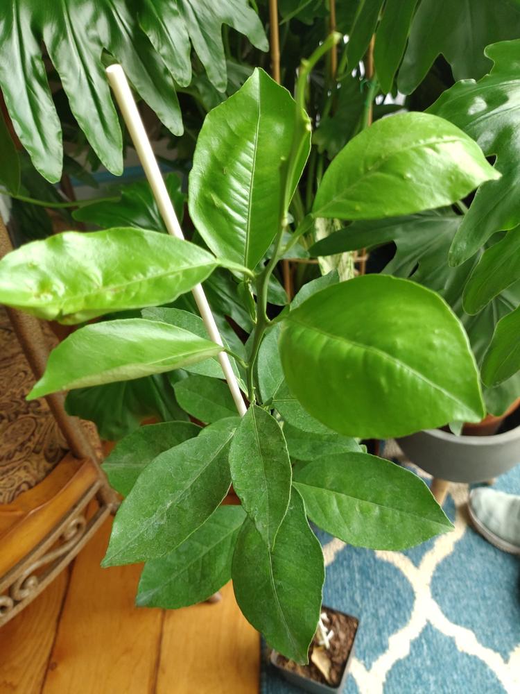 Cara Cara Orange Trees for Sale – FastGrowingTrees.com