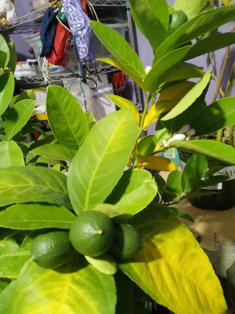 Meyer Lemon Trees for Sale