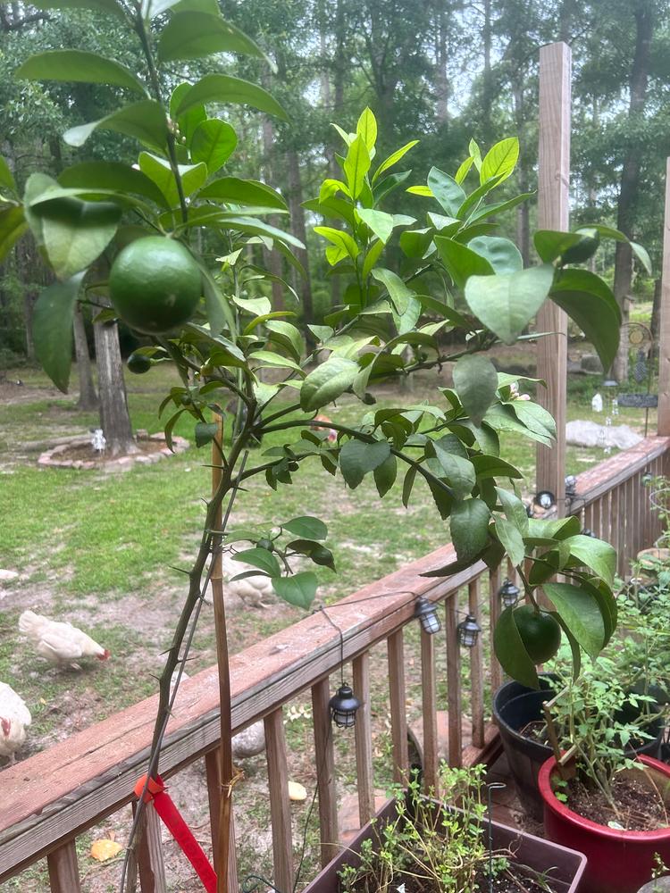 Meyer Lemon Trees for Sale