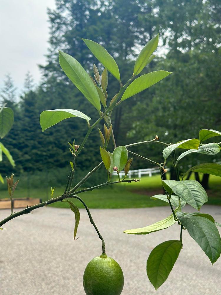 Meyer Lemon Trees for Sale
