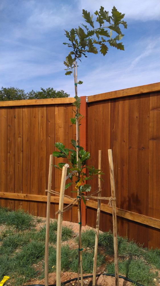 Northern Red Oak Trees for Sale