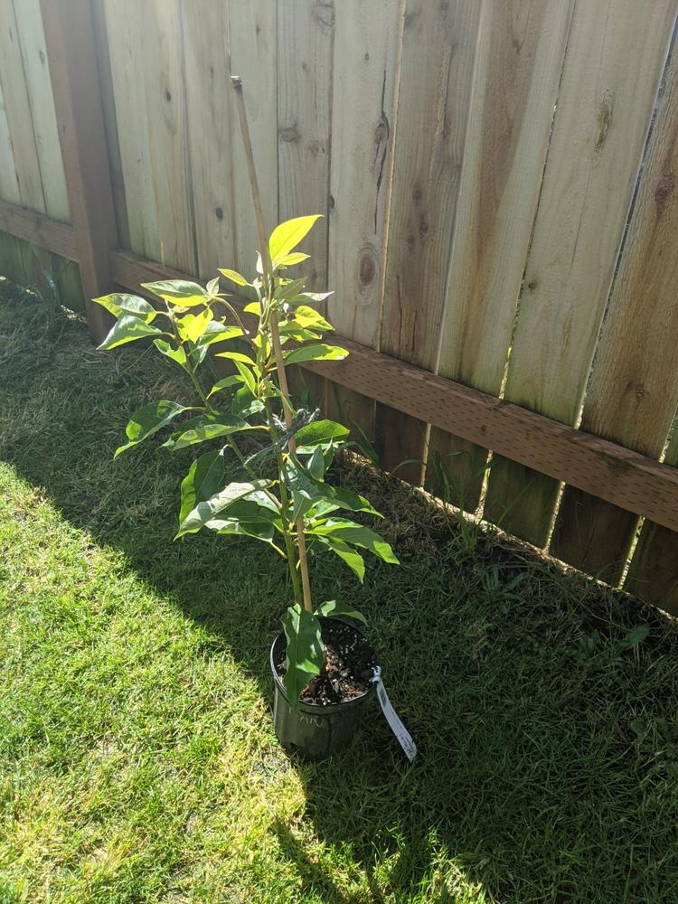 Cold Hardy Avocado Trees For Sale–