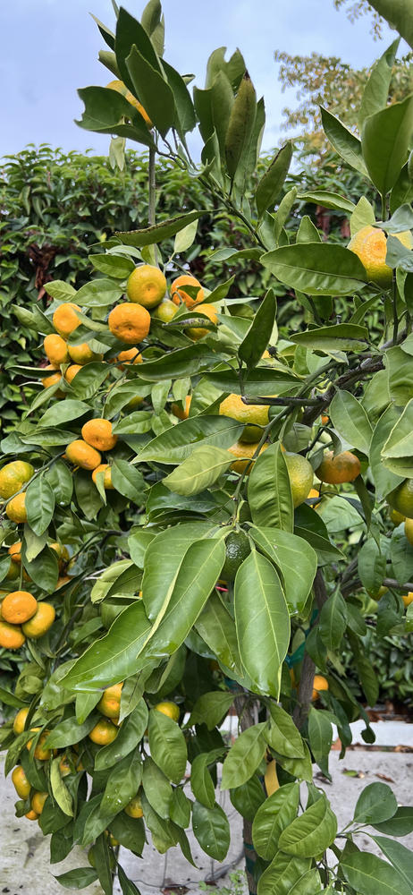 Owari Satsuma Mandarin Tree