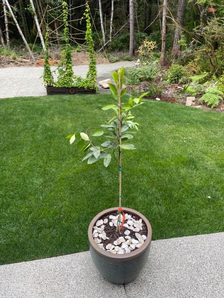 Owari Satsuma Mandarin Trees for Sale