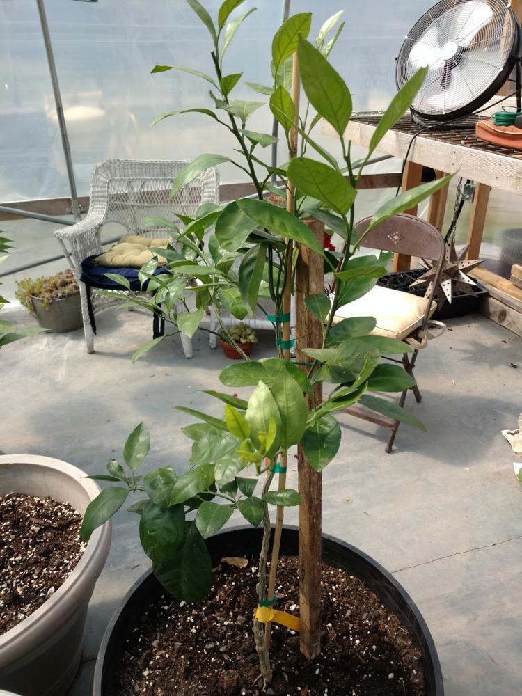 Owari Satsuma Orange Trees for Sale