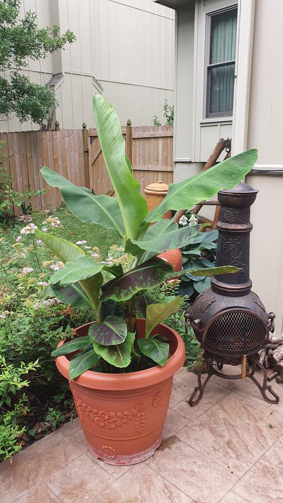 Dwarf Cavendish Banana Trees for Sale