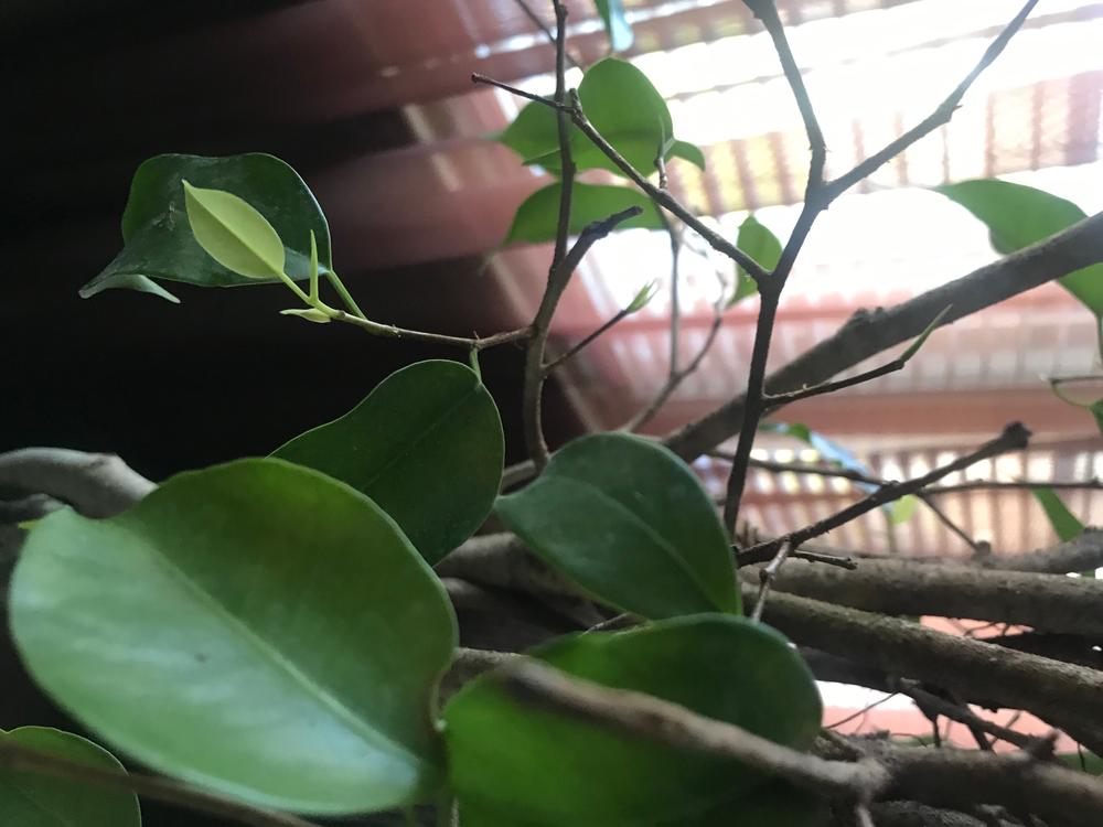 Braided Benjamina Ficus Trees for Sale