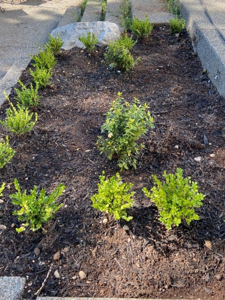 Wintergreen Boxwoods for Sale – FastGrowingTrees.com