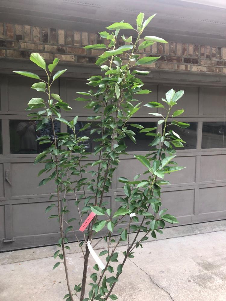 Rainier Cherry Trees for Sale – FastGrowingTrees.com