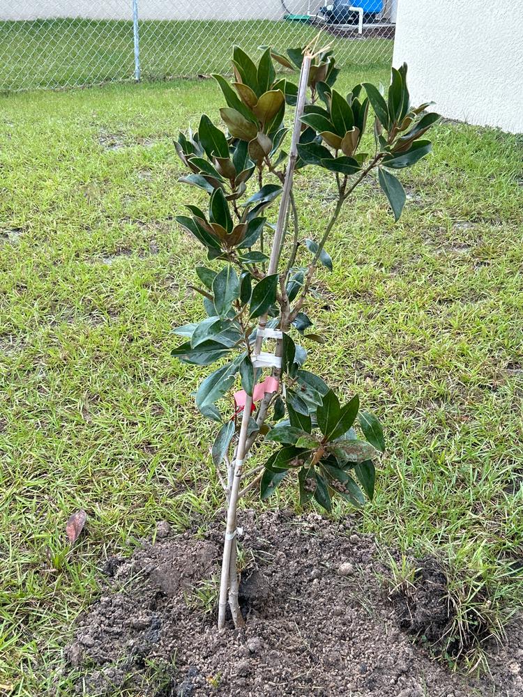 Little Gem Magnolias for Sale