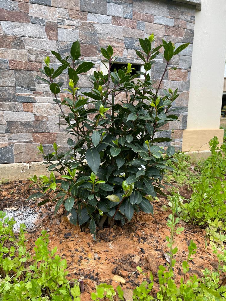 Bay Laurel Trees for Sale