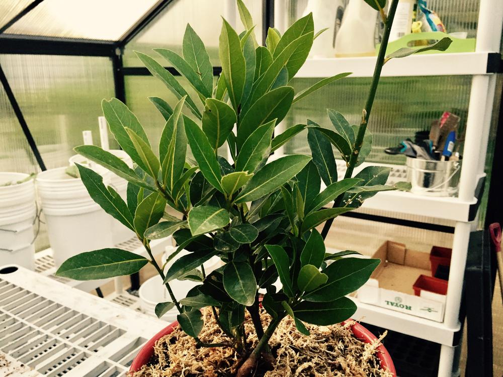 Bay Laurel Trees for Sale
