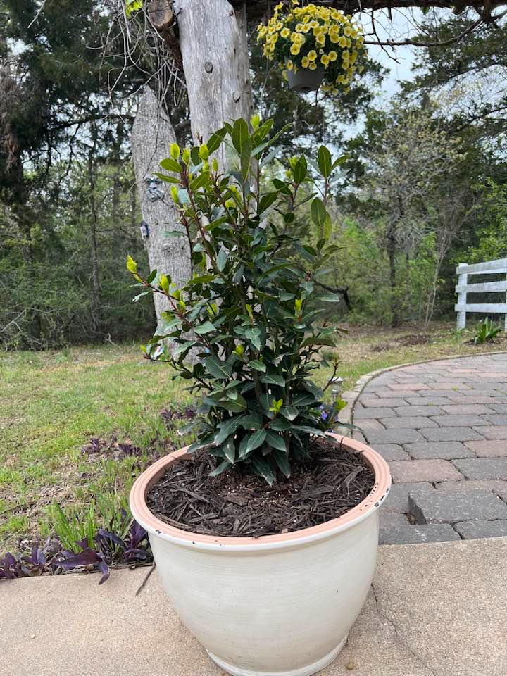 Bay Laurel Trees for Sale