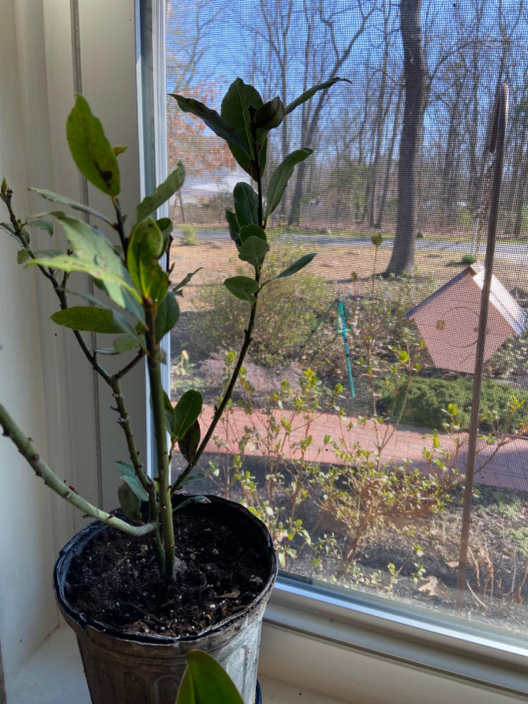 Bay Laurel Trees for Sale