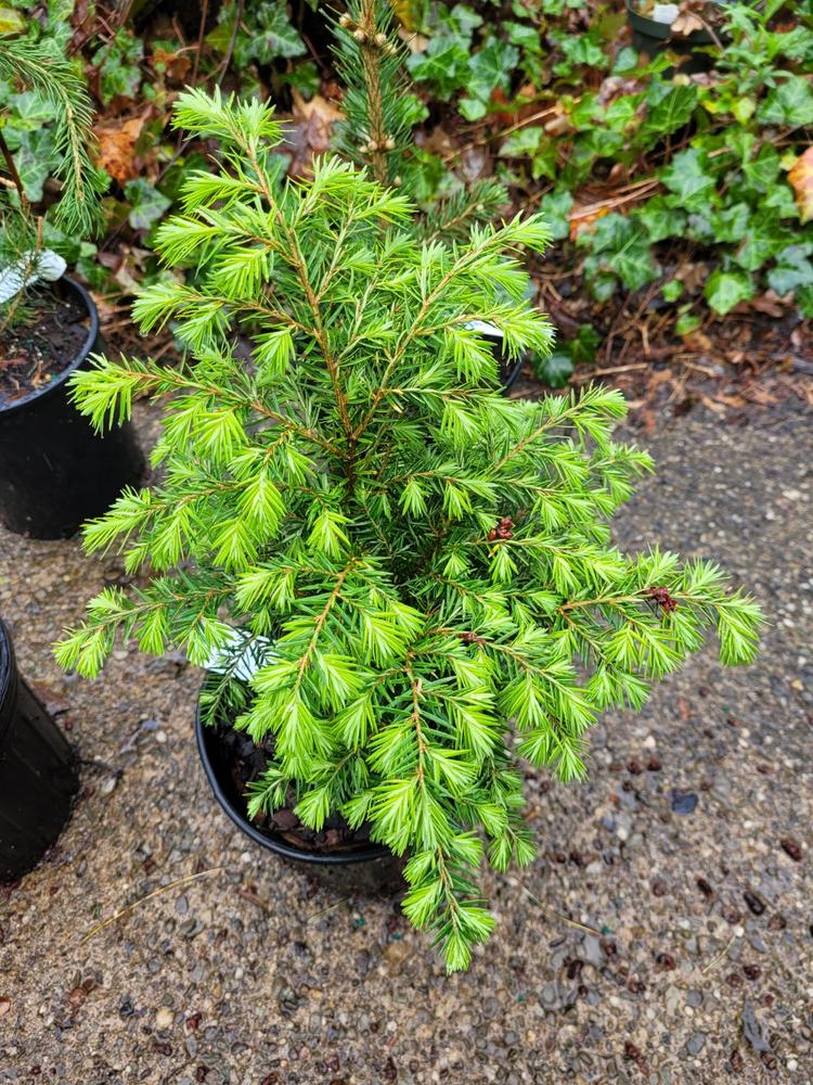 Canadian Hemlock Trees for Sale – FastGrowingTrees.com