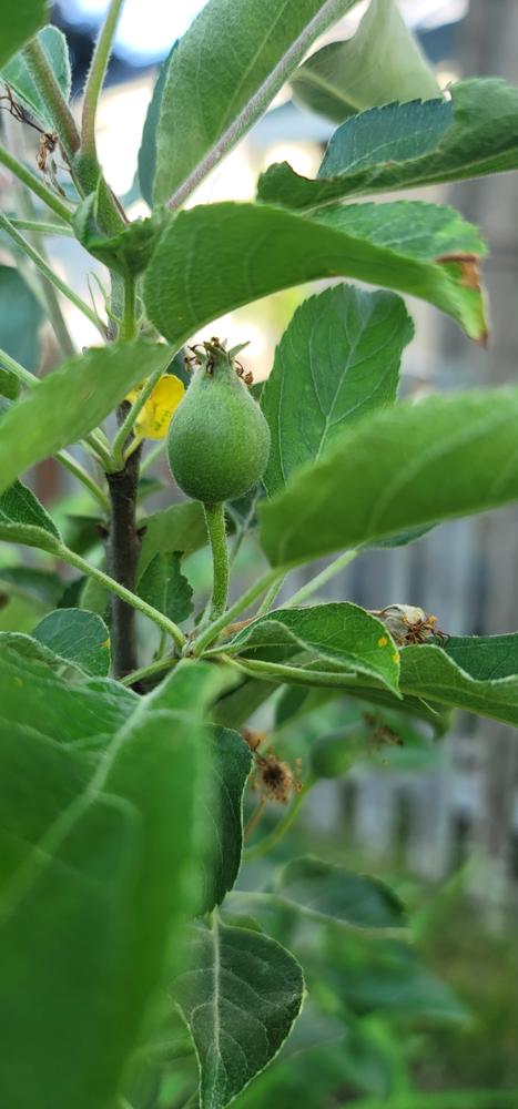 Honeycrisp Apple – Trees of Antiquity