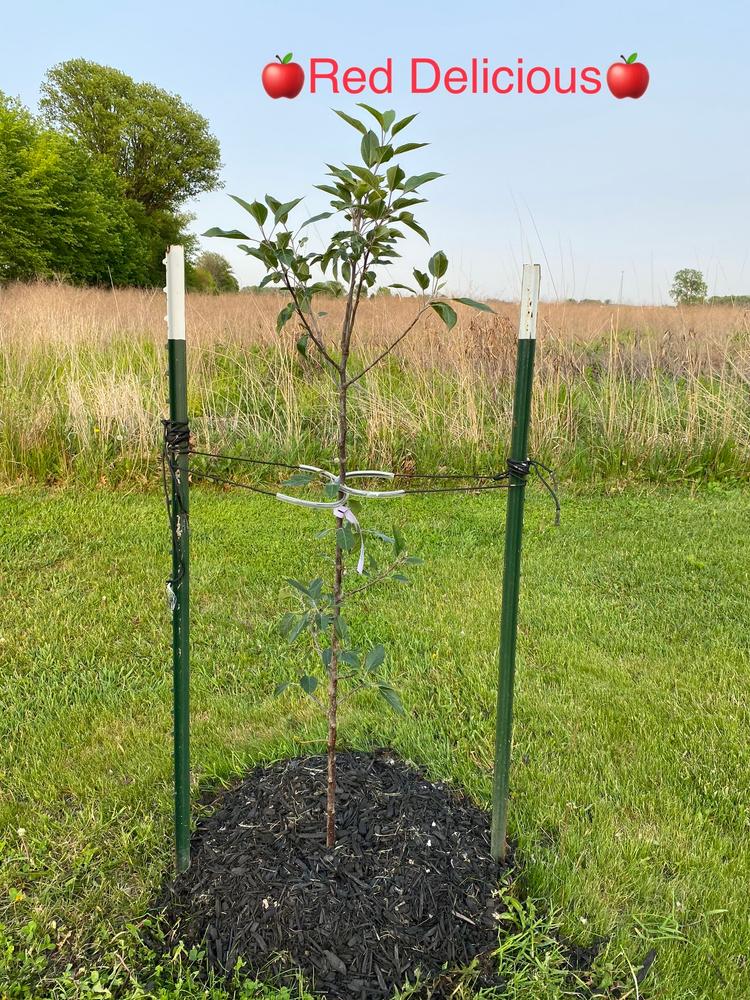 Garden & Grove 3 ft. Honeycrisp Apple Tree with Large Delicioulsy