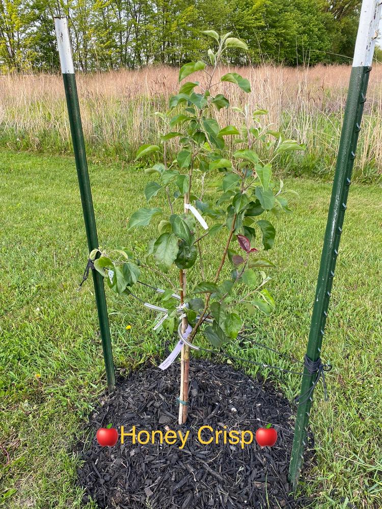 Honeycrisp Apple – East Hill Tree Farm