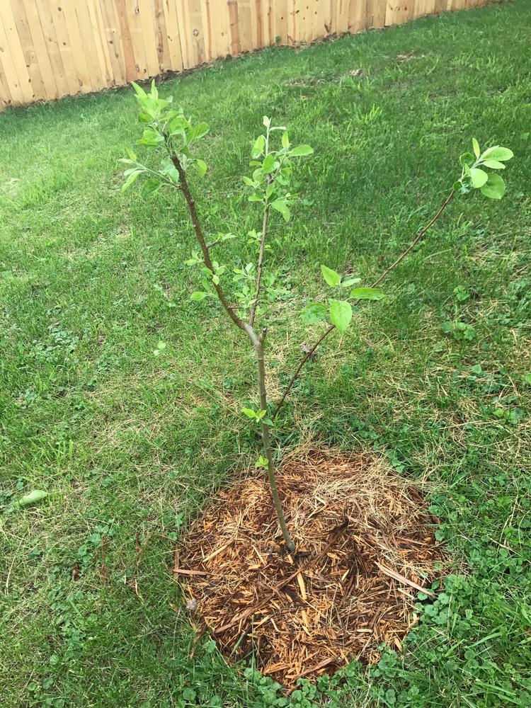 Honeycrisp Apple Trees for Sale