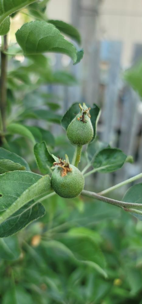 Garden & Grove 3 ft. Honeycrisp Apple Tree with Large Delicioulsy