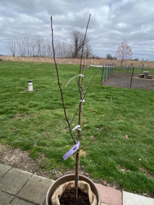 Honeycrisp Apple Trees For Sale at Ty Ty Nursery