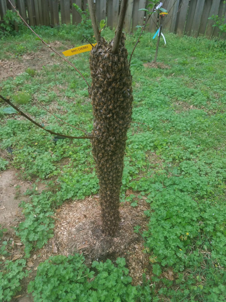 5in1 Cherry Trees for Sale