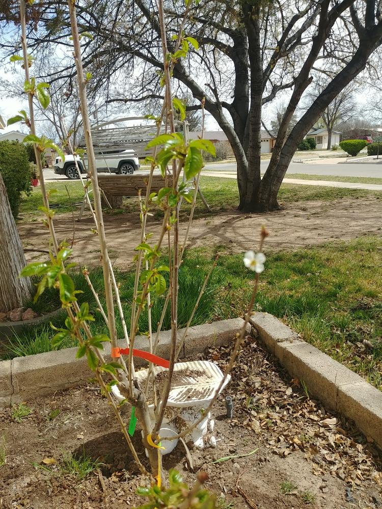 5-in-1 Cherry Trees for Sale – FastGrowingTrees.com