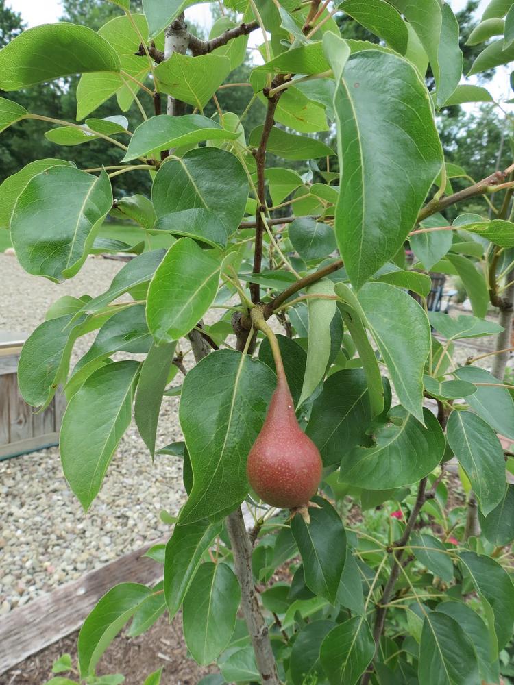 4in1 Pear Trees for Sale