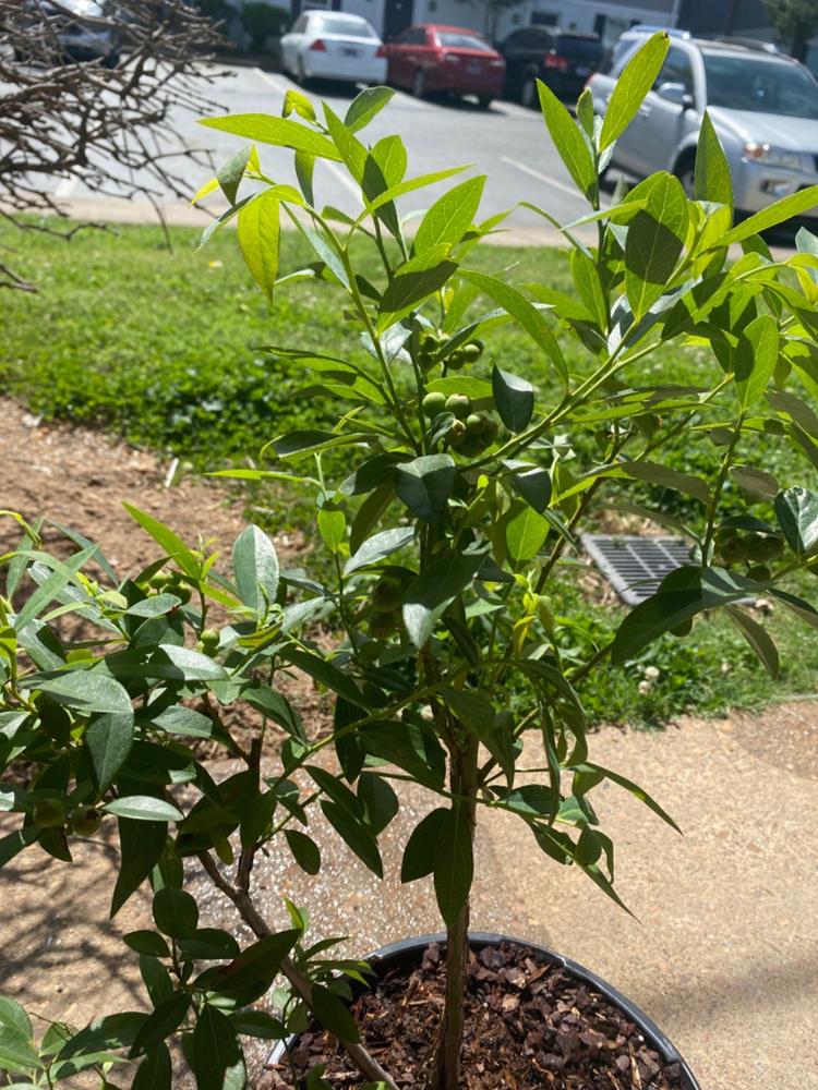 Pink Lemonade Blueberry Bushes for Sale