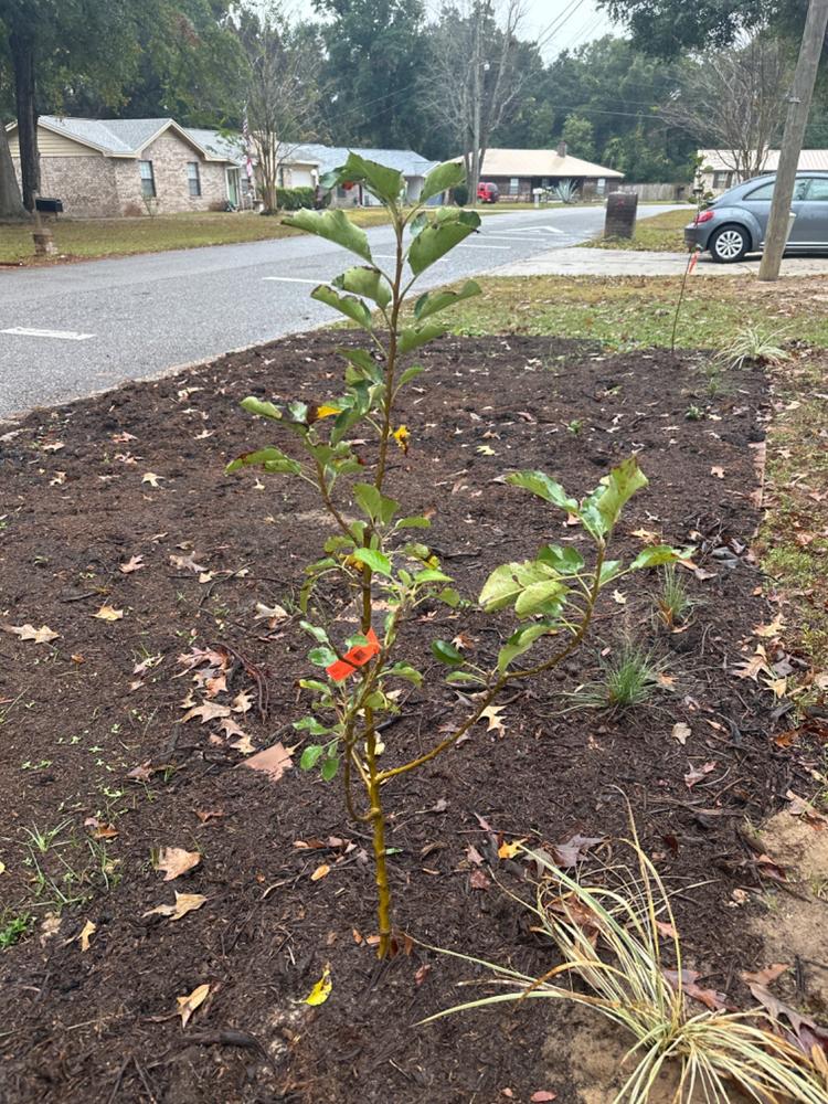 Pink Lady Apple Trees for Sale