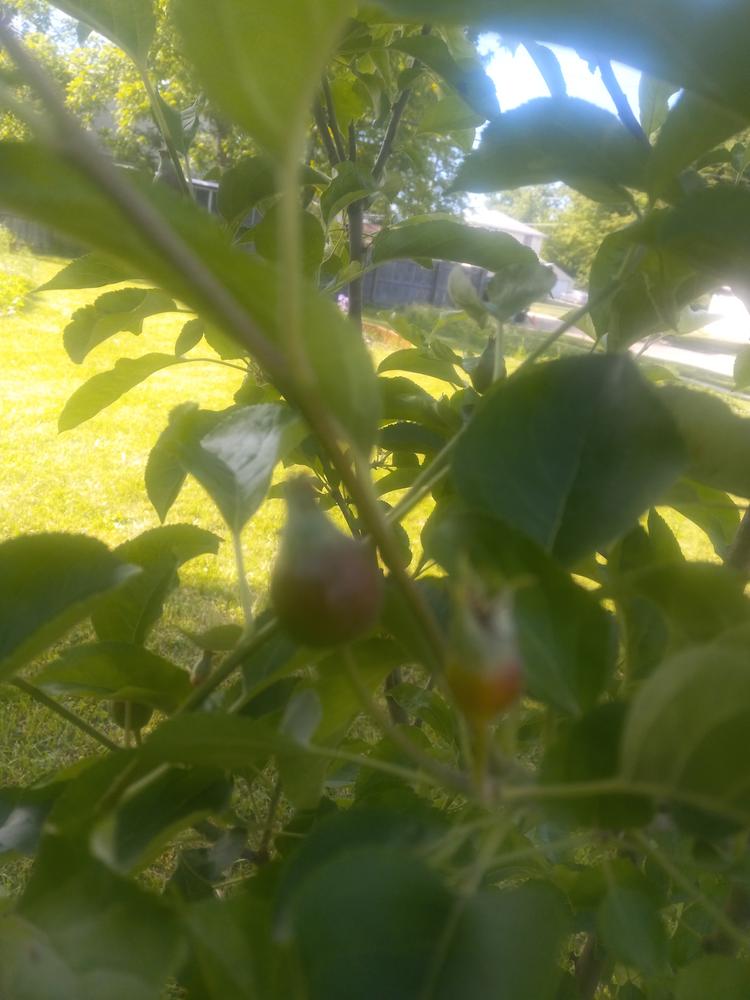 Pink Lady Apple Tree – Green Thumbs Garden