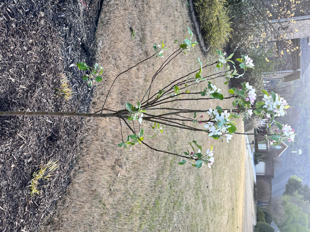 Pink Lady Apple Tree – Green Thumbs Garden