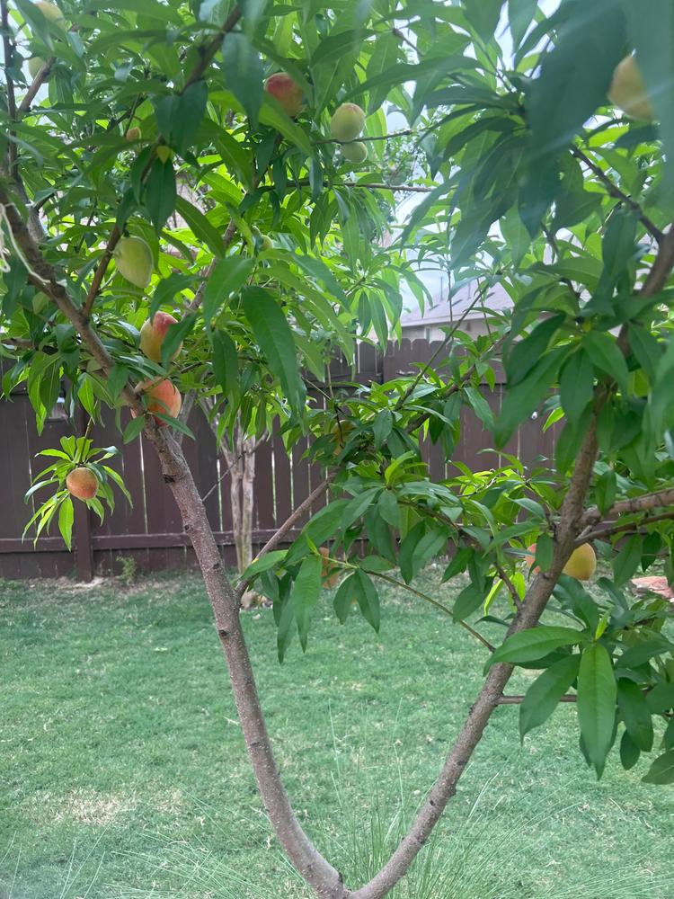 Flavortop Nectarines for Sale