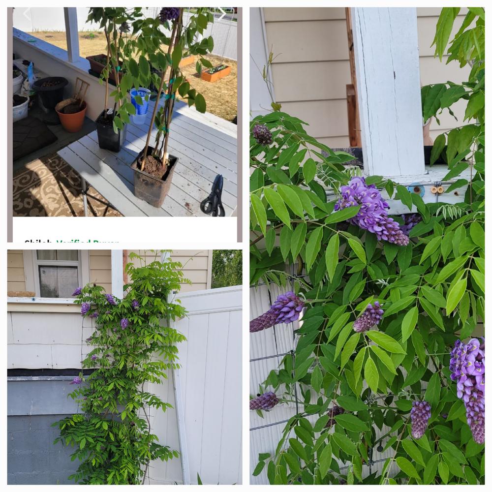 Amethyst Falls Wisteria Vines for Sale