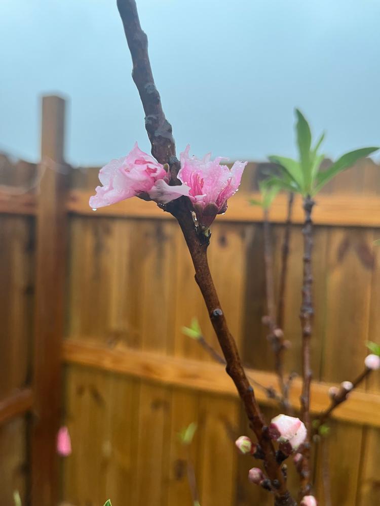 Fruit Cocktail Trees for Sale