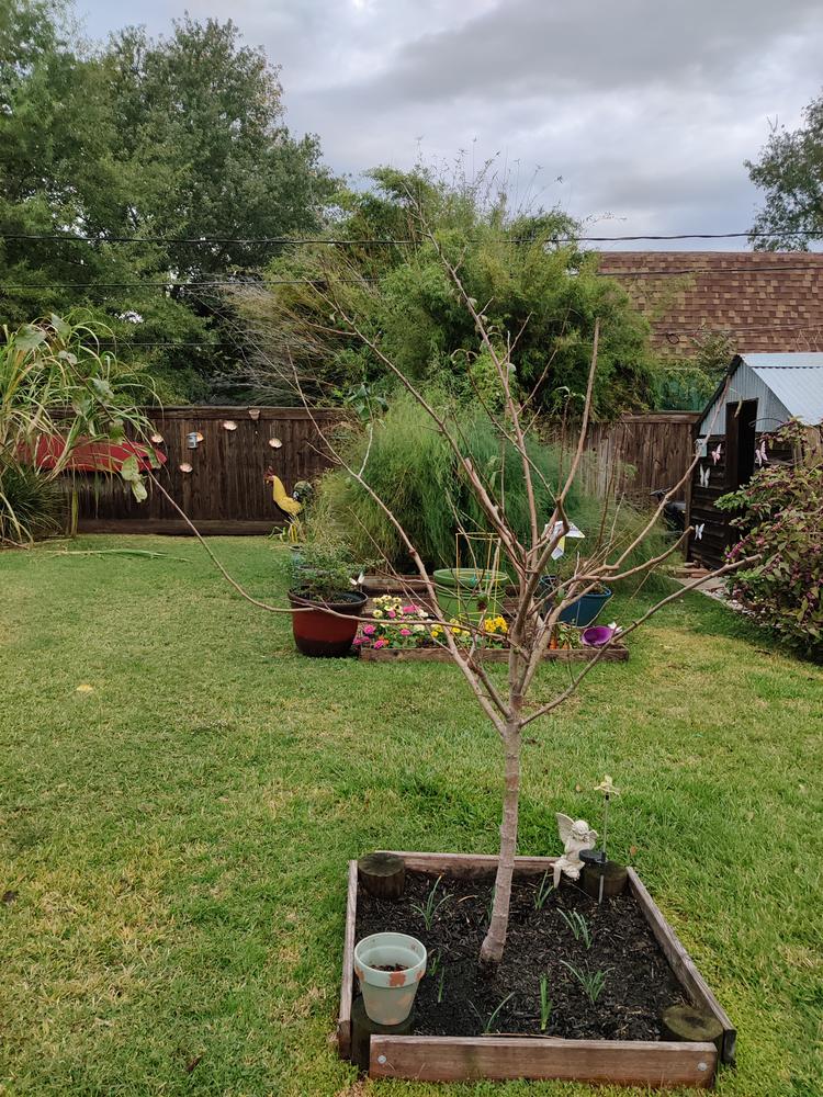 Fruit Cocktail Trees for Sale