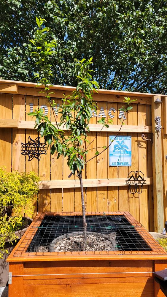 Fruit Cocktail Trees for Sale