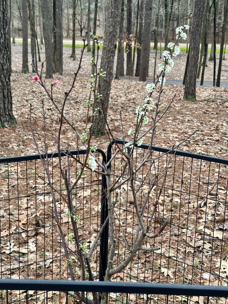 Fruit Cocktail Trees for Sale