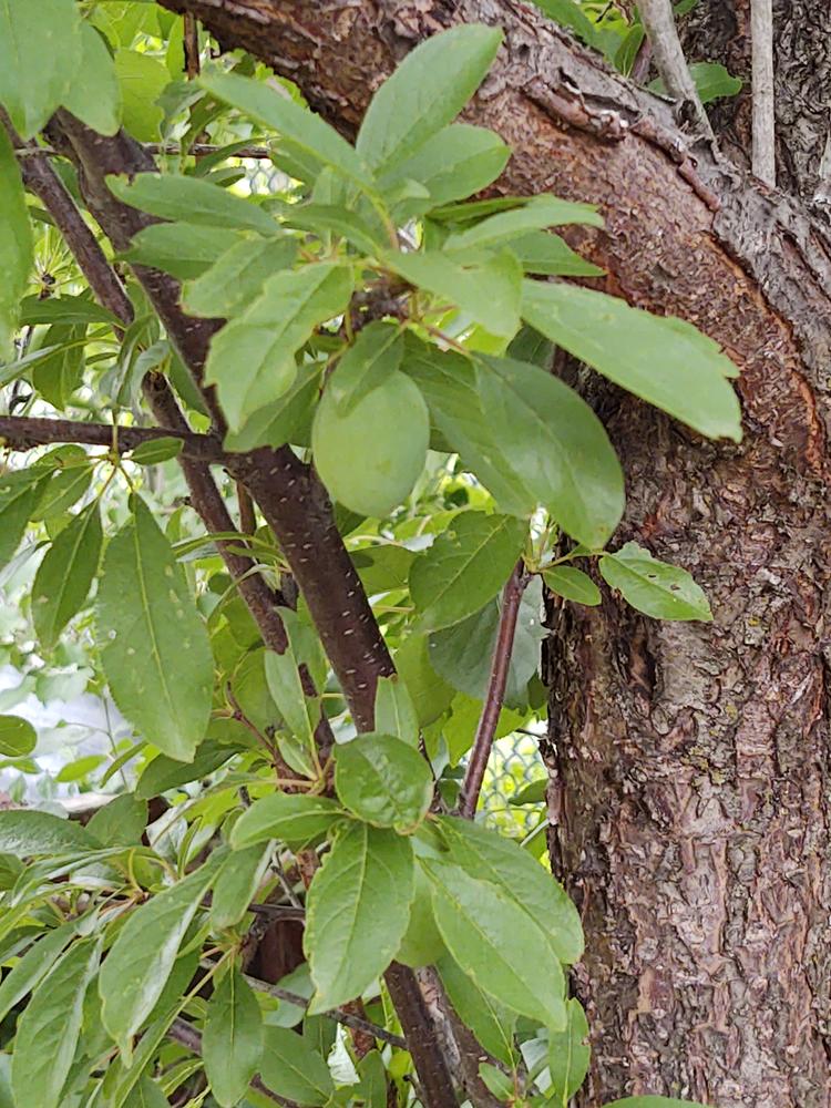 Fruit Cocktail Trees for Sale