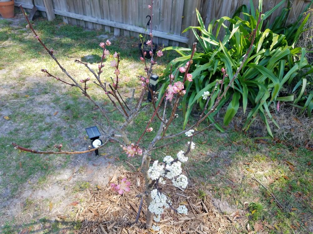 Fruit Cocktail Trees for Sale