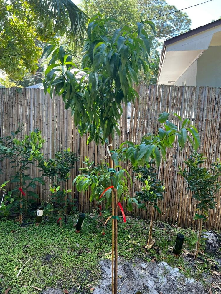 Fruit Cocktail Trees for Sale